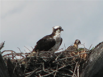 Osprey pair